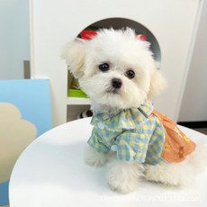 DFMEI 揹帶花邊小熊格子裙寵物狗狗貓咪小型犬春夏秋款公主裙泰迪比熊, 1個, 小熊花邊格子裙黃色
