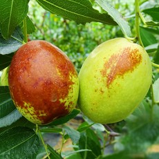 [충북농원] 복조대추 대추나무 묘목 - 분주묘접목묘, 1개, 2. 접목/1년생/중묘