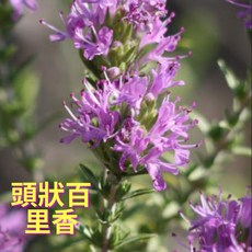 頭狀百里香 精油 西班牙野馬鬱蘭 純精油, 1個, 250ml