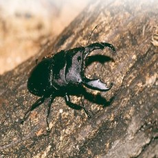 세모소 원통나무 사슴풍데이노는곳 참나무 자연스러운환경 곤총키우기 14cm 1개, 상품, 1