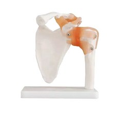 팔꿈치 관절 모델 인대 제품 해부학 사람인체구조 모형 해골 인체 뼈, 1. 인대 손 관절
