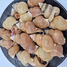 든든한하루 급냉 활골뱅이 800g x 1팩, 1개