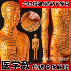 包郵!人體針灸模型經絡穴位中醫全身十二銅人模特圖小人扎針練習小皮人人體模型 教学 模型 穴位 關節骨架 模具, 醫學款白色軟-數字定位超清,6A女模全身56厘米快拆