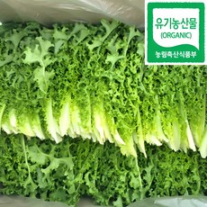 100% 유기농 친환경 치커리 1kg, 1개