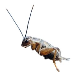 [귀뚤맨] 동계포장 먹이용 생물 귀뚜라미, 200개, 중