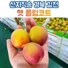 산지직송 플럼코트 플럼코트과일, 1kg, 1개