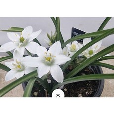 새롬이네정원 베들레햄의별 야생화, 1개