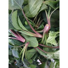 울릉도나물 부지갱이 부지깽이 취나물, 울릉도생취나물500g, 1개