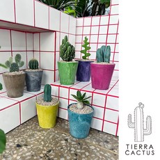 알록달록 컬러팟에 담긴 귀요미 다육이 선인장 7종 - 컬러플분XS, 마젠타, 덴시플로럼, 1개