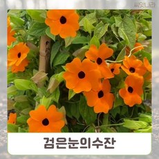 겨울에도 꽃이 피는 5립 검은눈의수잔 씨앗 희귀 나라 야생화 꽃씨 pur+487us