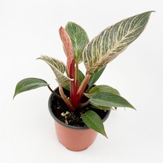 글라스가든 필로덴드론 핑크 버킨 소품 수경재배 수중 실내공기정화 키우기 쉬운 식물 키우기, 4개