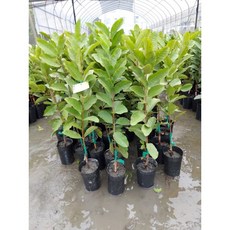 霏霏園藝 四季黃蜜芭樂 4吋盆栽 高度50-60公分 適合陽台種植, 1個