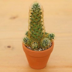 피오그린 미니토분다육 완제품 플랜테리어 전자파제거 공기정화 천연가습기, 1개, 황금사