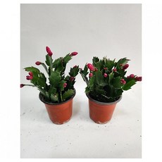 2026 공기정화 식물 1+1 게발선인장 약15cm, 상세설명참조, 1개