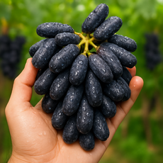 [프리미엄 특품] 씨없는 블랙사파이어포도, 1개, 1KG