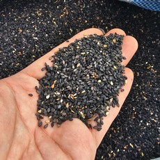 2025년 국산 유기농 검은깨 흑임자 국산검은깨 500g, 1개