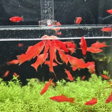 브라인급여기 L형 (길이 35cm 45cm 옵션선택 열대어 코리 디스커스 특허제품 급여기), 1개