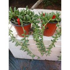 아몬드 바나나체인 다육이 다육식물, 2500