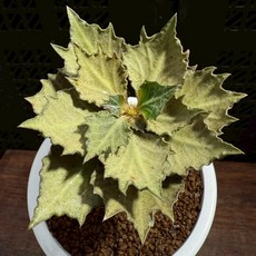 【布楚禮】彩葉麒麟 世界樹系列 169, 1個