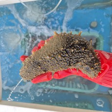 통영바다 동백해녀가 잡은 특해삼 1kg 참해삼 통영바다 자연산 당일제품, 1개, 참해삼 특왕싸이즈 1kg