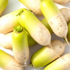 국내산 제주 무 햇무 겨울무 청조농산, 1개, 10kg