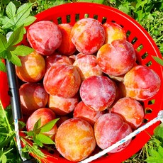 금메달농수산 산지직송 고당도 추희자두, 1개, 1kg 대과 (정품)