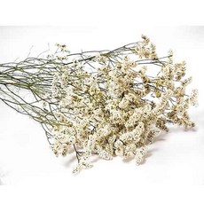 수앤로즈플라워 프리저브드플라워 시네신스 프리저브드 드라이플라워 30g 70g, 화이트 30g (2~3단)