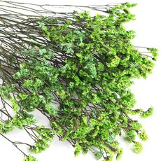 화연양화 프리저브드플라워 시네신스 시넨시스 8색 시들지않는생화, 06 리프그린