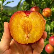 (산지직송) 당도선별 노지 자두, 1개, 5kg