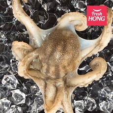 [당일조업] 제철 서해안 태안 알배기 알 쭈꾸미 급냉 활 주꾸미 1kg, 1개, 활 주꾸미 1kg(7-12미) 얼음포장