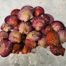 새벽조업 통영 홍가리비 캠핑 조개구이 Scallops, 1박스, 1kg