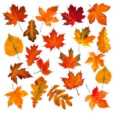 FYSUIMU 60피스 가을 나뭇잎 컷아웃 20가지 디자인 단풍나무 잎 종이 커팅 접착제 포인트 100개 포함 파티 교실 게시판 공예 벽 장식용 192346, FYSUIMU 60피스 가을 나뭇잎 컷아웃 20가지 디