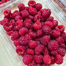 [ 당일수확 ] 청정지역 산딸기 제철 왕산딸기 선별 검수 맛좋은 생산딸기 생과, 1개, 500g