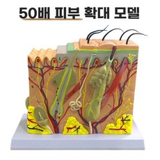 모형 조직 피부과 해면 50배 확대 피부모형 모낭 확대 단면 피부, B. 50 피부 배율 모델 242311CM, 1개