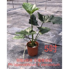 羽裂X狹葉 交種 蔓綠絨 觀葉植物 雨林植物 盆栽, 詳見包裝, 詳見包裝, 5吋盆