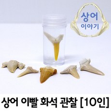 상어이야기(상어이빨관찰세트)10인