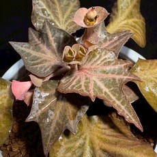 布楚禮 彩葉麒麟 世界樹系列275片積木，激發無限想像，培養空間概念，採用環保安全材質, 1個