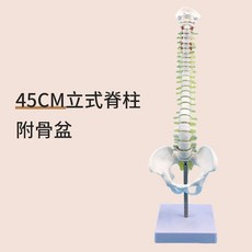 요추모형 인체 척추 정형외과 해부학 실습 교육용 45cm 수직 척추, A. 골반을 포함한 45cm 수직 척추, 1개