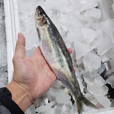 당일바리 횟감 특대 청어 업소용, 1개, 10마리