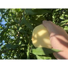 오케이팜 복숭아 겨울 설아 설리 설도 딱딱이 딱복 납작복숭아 황도 백도, 1개, 정품 로얄과 1kg 3-4과