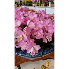 [신라난농원]카틀레야.정통 원조 크리스마스 로즈.예쁜 핑크색.꽃이너무예뻐요.좋은향.인기상품.고급종.입고.필독뒷사진참고, 1개