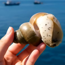 [당일새벽조업] 자연산 백고동 생물 백골뱅이, 1박스, 1kg