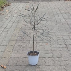 아랄리아 아라리아 아라리오 외목대 중품 디지고테카 반음지식물 그린식물팜, 1개