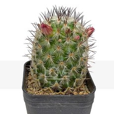 꽃사랑식물나라 성모선인장 마밀라리아 단아한 꽃과 기하학적 가시 인테리어 화분