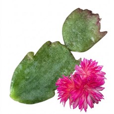 수입게발 073 커팅 화려한 꽃 게발선인장 공기정화식물, 1개, 단일