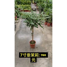 霏霏園藝 白玉蝶嫁接，高120-130公分以上, 垂茉莉:高度70-80公分