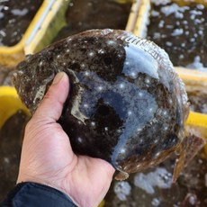 남해 자연산 손질 도다리, 2개, 1kg(손질후800g내외)