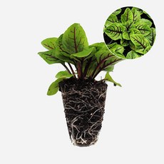 마이플랜트 적소렐 야채 허브 모종, 6개