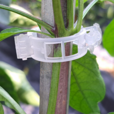 태스 _ 줄기 식물 고정 지지 클립 집게 투명, 50개