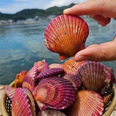 [최저가 도전 시즌 특가] 통영 제철 세척 비단 홍 가리비, 1박스, 2kg